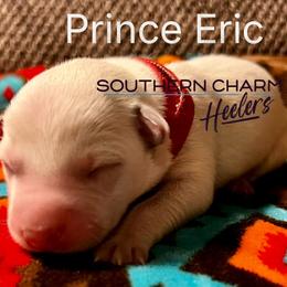 Prince Eric - Red speckled male Australian Cattle Dog puppy in Floyd, Virginia from Southern Charm Heelers