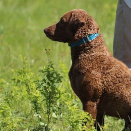 Chesapeake Bay Retriever All Grown Up from Chesamo Chesapeakes