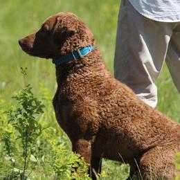 Chesapeake Bay Retriever All Grown Up from Chesamo Chesapeakes