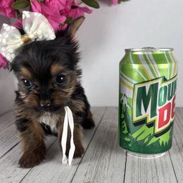 Teacup W-G - Black and tan female Yorkshire Terrier puppy in Dahalonega, Georgia from Country Dog Kennels.