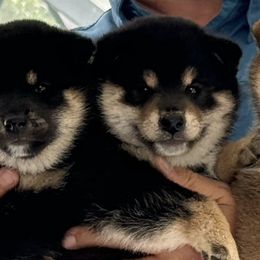 Shiba Inu from Huntley’s Champion Shibas