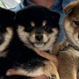 Shiba Inu from Huntley’s Champion Shibas