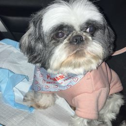 Dream - Shih Tzu