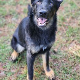 Justice - Bi-color German Shepherd puppy in Deer Park, Alabama from Von Richardson Elite German Shepherds