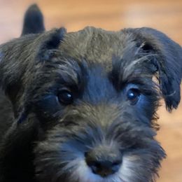 Assorted Doodle Crosses, Cotons de Tulear, Miniature Schnauzers, Poodles, and Schnoodles from A Bundle of Love