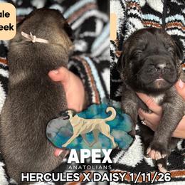 H.D Tan Boy - Fawn male Anatolian Shepherd Dog puppy in Frenchtown, Montana from Apex Anatolians