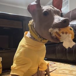 Rooster - Lilac dilute male American Hairless Terrier puppy in Atlanta, Georgia from Royal Flush Kennels