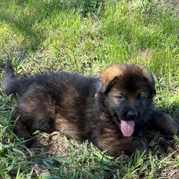 Green male - Sable male German Shepherd puppy in Herrick, South Dakota from Dakota Shepherds Kennels