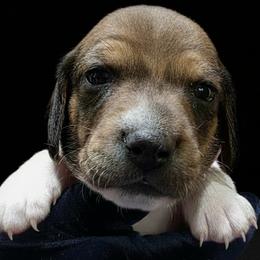 Baby Girl  2- Calico - Piebald female Dachshund puppy in Salem, Oregon from Long'd Fore Dachshunds