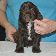 Field Spaniel Puppies from Nautica Field Spaniels