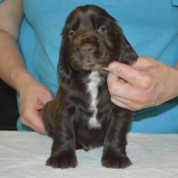 Field Spaniel Puppies from Nautica Field Spaniels
