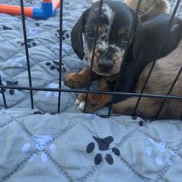 Rob - Dapple male Dachshund puppy in Mountain Home, Arkansas from Furry Friends Kennel