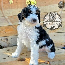 Parti boy 1 - Black and white male Bernedoodle puppy in Graham, Texas from 2 Rose Ranch Doodles