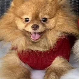 Bobby - Pomeranian