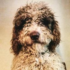 Ordoño - Spanish Water Dog