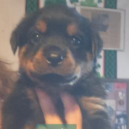 Boy 6 - Black and mahogany male Rottweiler puppy in De Witt, Iowa from Irish Eyes Kennels
