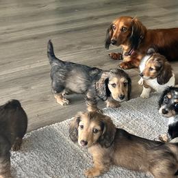 Dachshunds from Jennifer Villazana