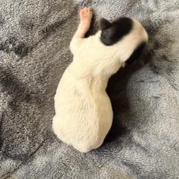 (Girl 2) - Black tan and white female Biewer Terrier puppy in Las Cruces, New Mexico from De La Rosa Biewers