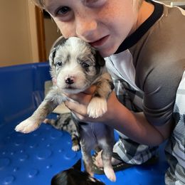 Miniature Australian Shepherd Puppies from Mini Pups of Poppleton