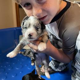 Miniature Australian Shepherd Puppies from Mini Pups of Poppleton