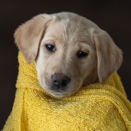 Mostaccioli - Labrador Retriever puppy in Compton, Illinois from Kickass Labradors
