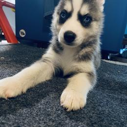 Siberian Husky Puppies from Dances With Huskies