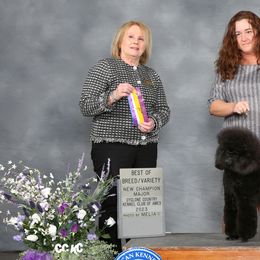 Poodles from Echocreek Miniature Poodles