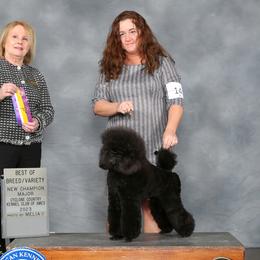 Poodles from Echocreek Miniature Poodles