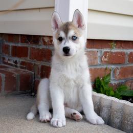 Lurien - Gray and white male Siberian Husky puppy in Greenville, North Carolina from Ivie Huskies