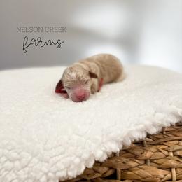 Clover - Apricot male Maltipoo puppy in Huntsville, Texas from Nelson Creek Farms