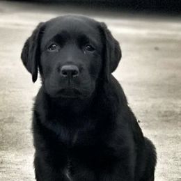 Labrador Retrievers from Belvoir Labrador Retrievers