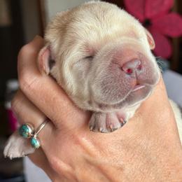 Boy 4 - Yellow male Labrador Retriever puppy in Hoosick Falls, New York from Findaway Labradors