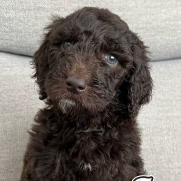 Red Puppy - Chocolate Labradoodle puppy in Kingman, Arizona from The Dood Ranch