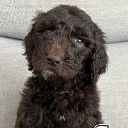 Red Puppy - Chocolate Labradoodle puppy in Kingman, Arizona from The Dood Ranch