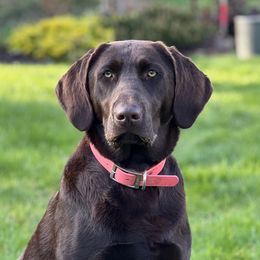 Tula - Labrador Retriever