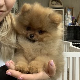 Pomeranian Puppies from Halo Poms