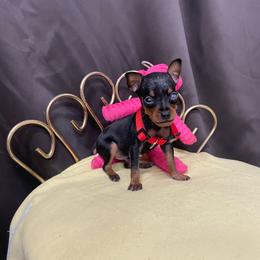 Gabriel - Black and tan male Miniature Pinscher puppy in Lancaster, Missouri from White Stone Ranch