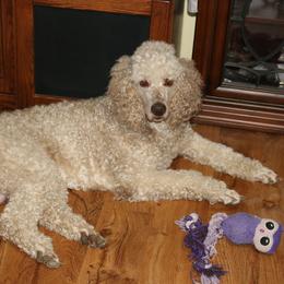 SOUL - Poodle