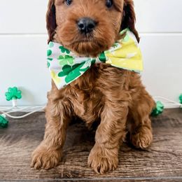 Cavapoo Puppies from Ruby's Cavapoos