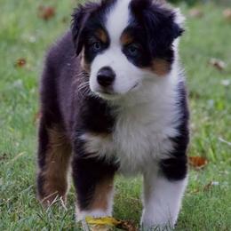 Adonis - Black tri male Miniature Australian Shepherd puppy in Philpot, Kentucky from Miller Hill Mini American Shepherds and Mini Australian Shepherds