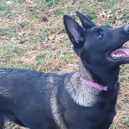 Puppy - Fawn sable Belgian Malinois puppy in Illinois from Havoc House