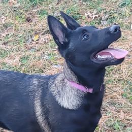 Puppy - Fawn sable Belgian Malinois puppy in Illinois from Havoc House