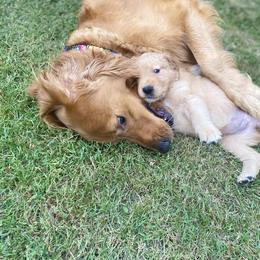Golden Retriever Puppies from Washington Lakeside Goldens