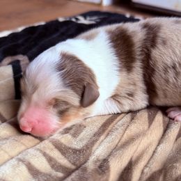 Boy 1- Red Merle - Red merle male Australian Shepherd puppy in Mayfield, Kentucky from Hamilton Farms