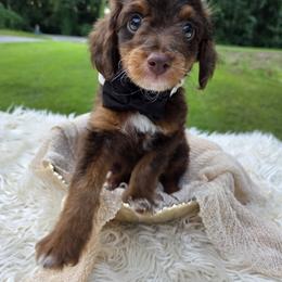 Aussiedoodle Puppies from The Cuddly Dood Ranch