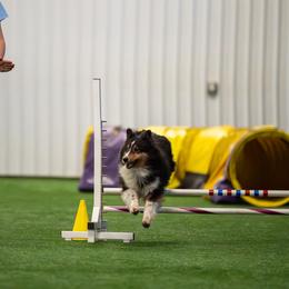 Soleil - Shetland Sheepdog