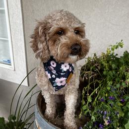 Callie - Cavapoo