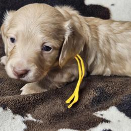 Dachshund Puppies from Buckwild Doxies