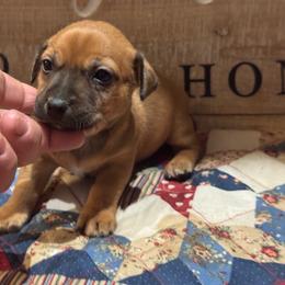 Trip - Sable and white male Teddy Roosevelt Terrier puppy in Cumming, Georgia from Barnett’s Rambling Terriers