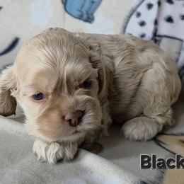 Black - Buff male Cocker Spaniel puppy in Lebanon, Missouri from Spring Hollow Cocker Spaniels